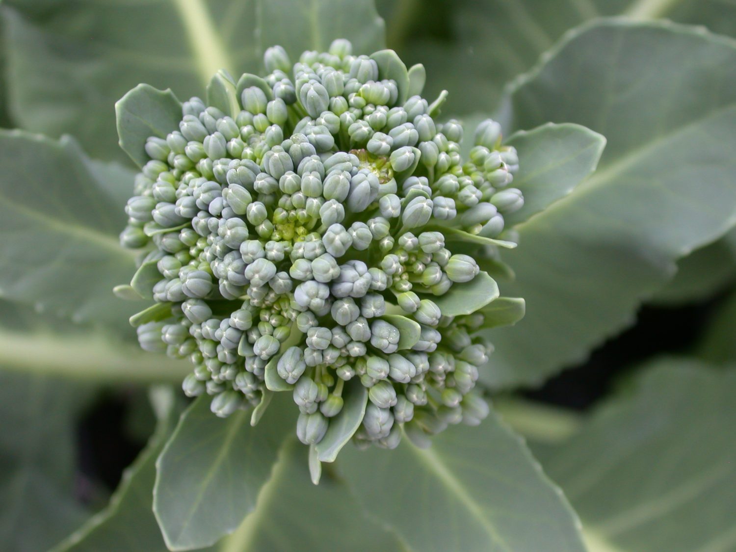 Evolution and domestication of seed structure shown to use same