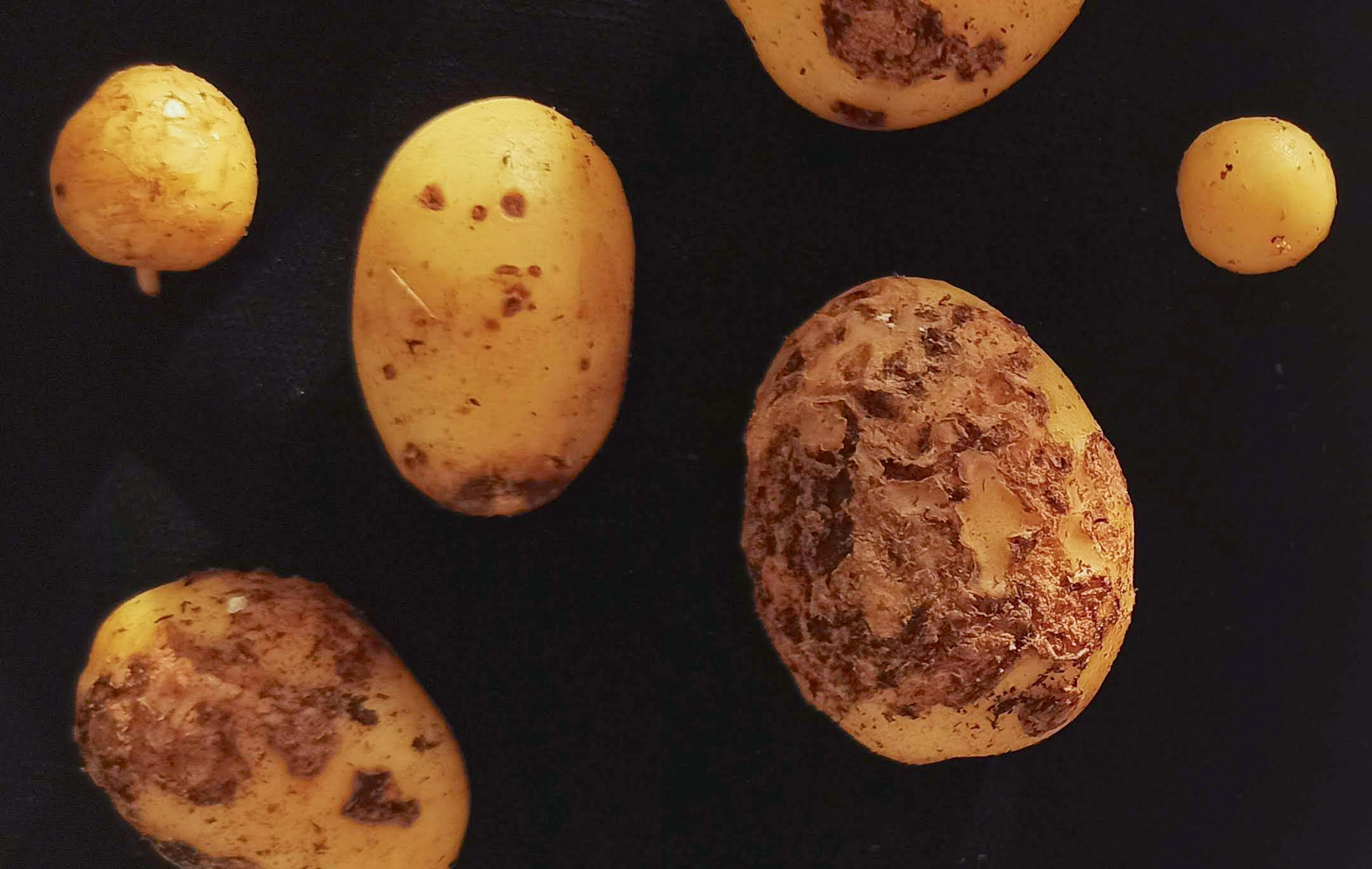 Smart soil bugs offer farmers an ecofriendly route to controlling crop  diseases | John Innes Centre