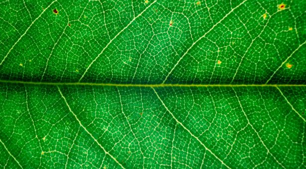 A close up of a plant leaf 