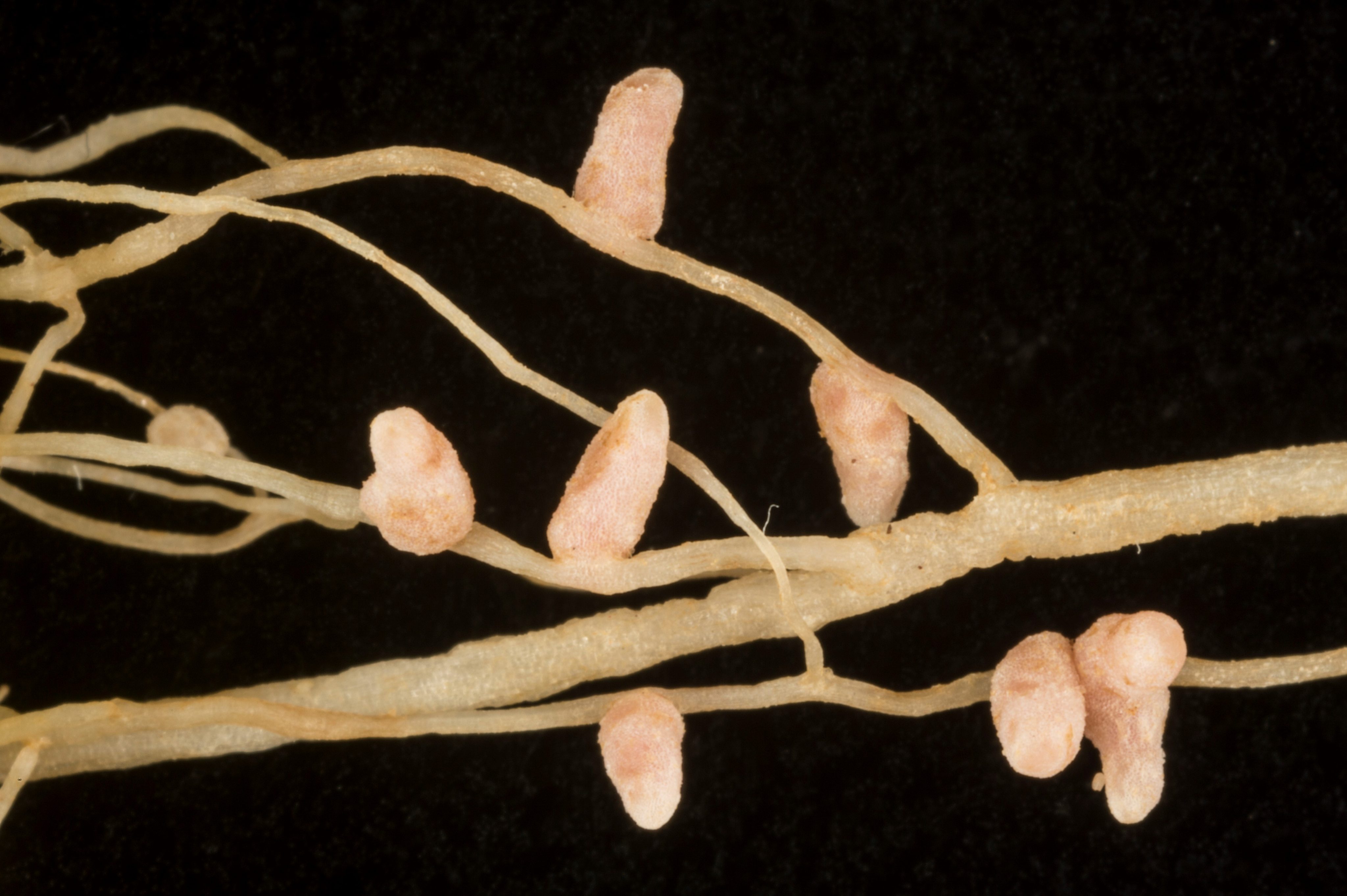 Modulation of calcium signaling to enhance root nodule symbiosis John