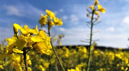 Field of oilseed rape