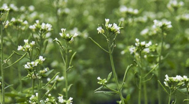 Arabidopsis