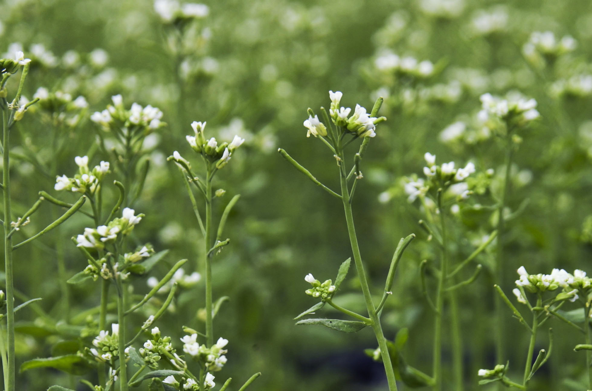 How do plants react to their environment? John Innes Centre