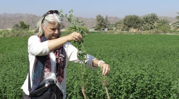 Saskia looking at phytoplasma