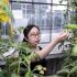 Dr Jie Li examines vitamin D-enriched tomatoes - Phil Robinson