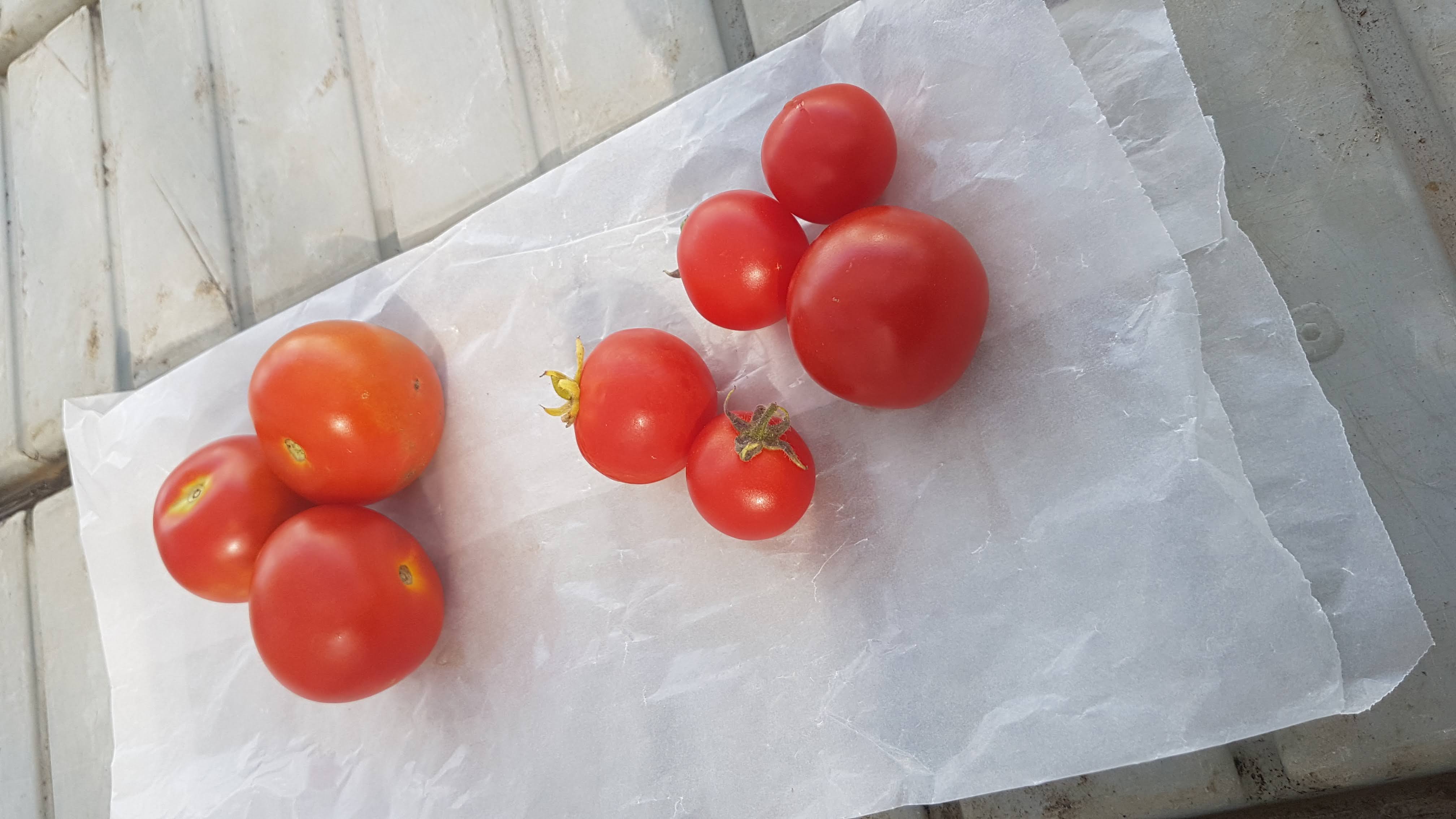 Two piles of tomatoes - tomatoes at the bottom of the picture are enriched with vitamin D, at the top are wild time tomatoes.