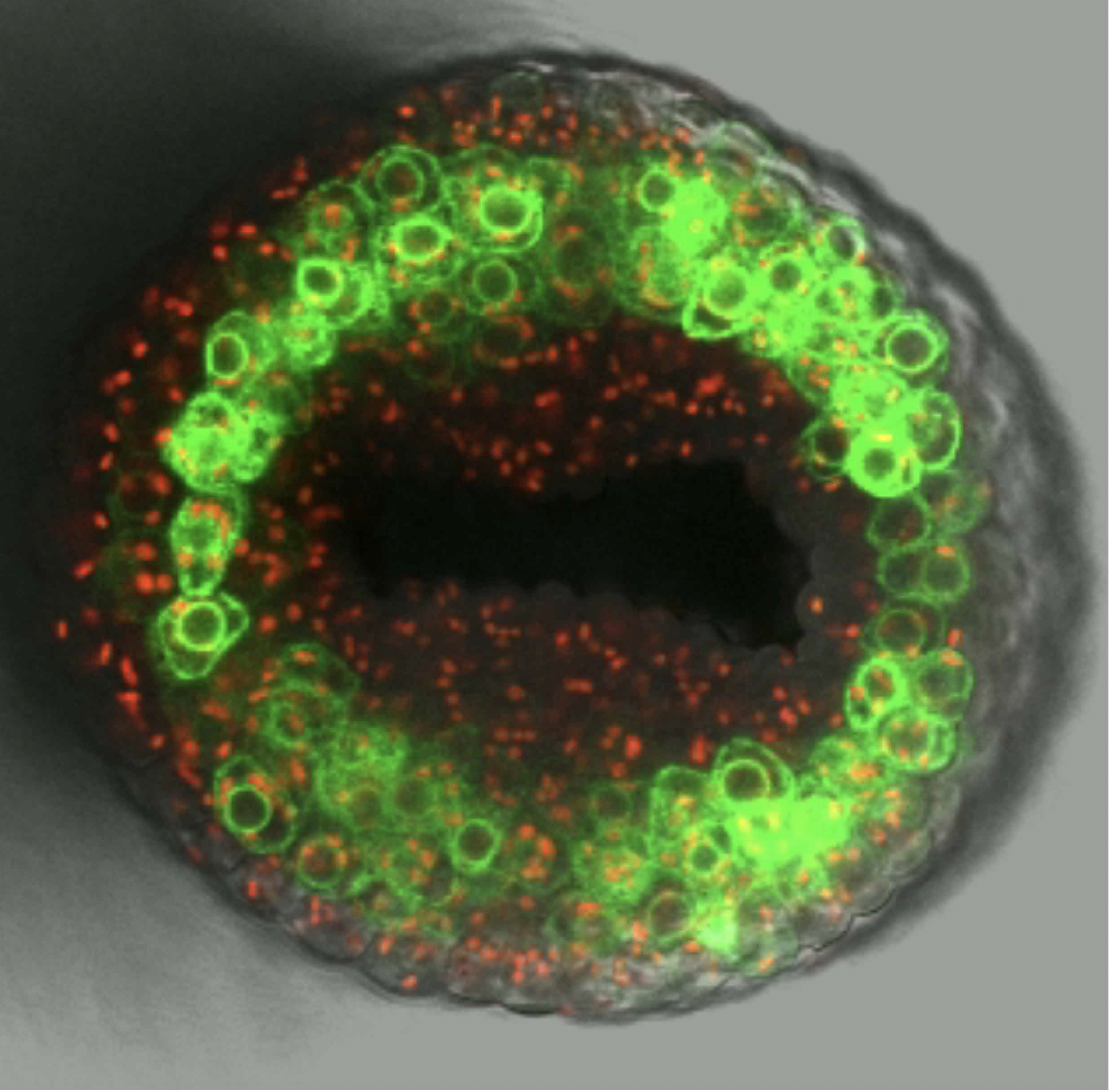 Meet the molecules auxin John Innes Centre