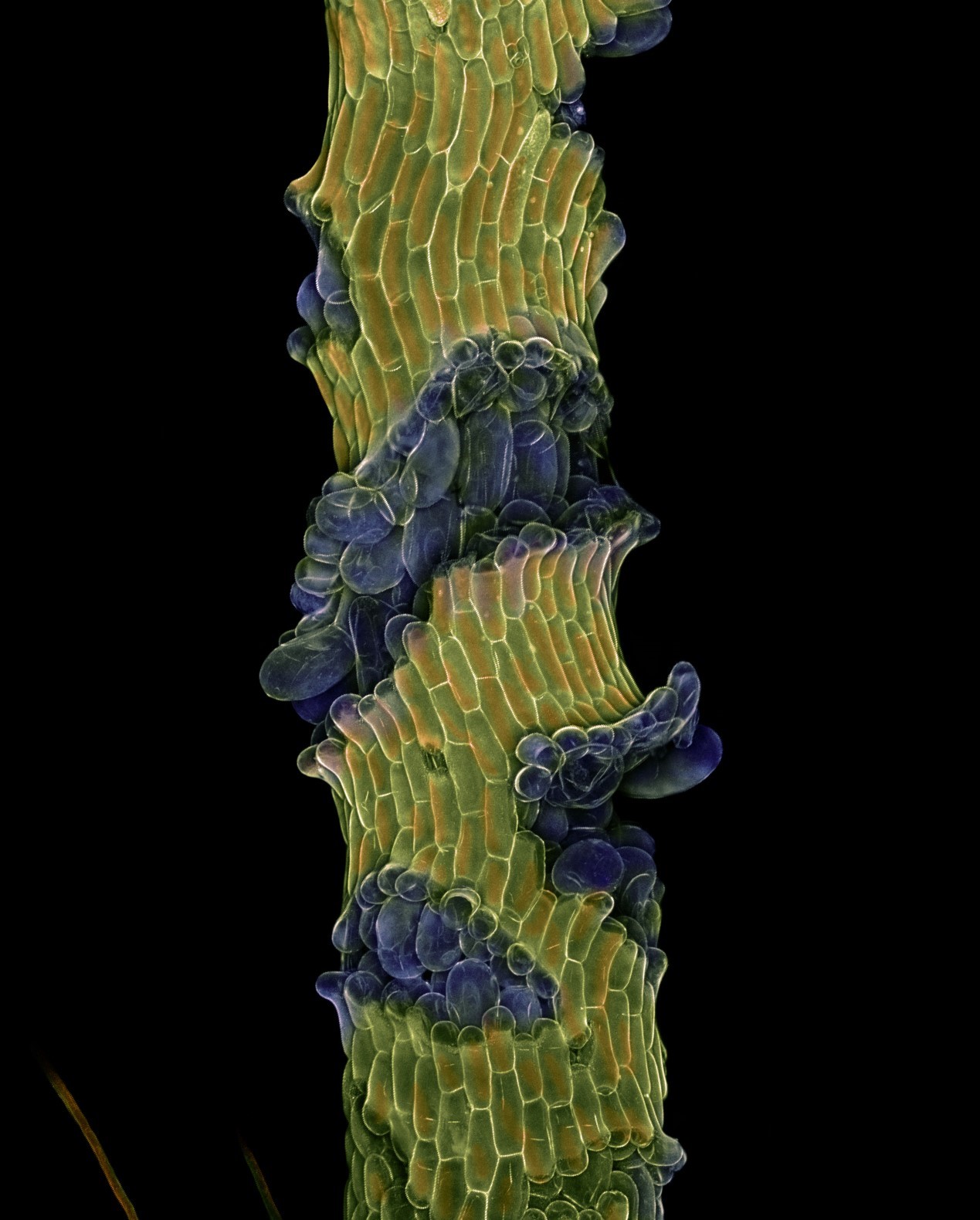 The clue is in the glue Nature’s secret for holding it together