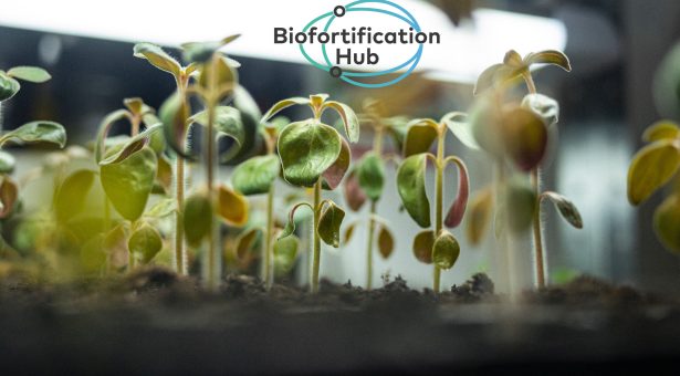 La biofortificación aborda el hambre oculta por dentro y por fuera