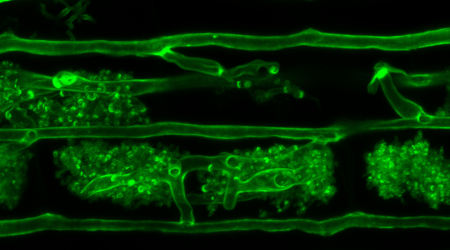 Arbuscular mycorrhizal fungi associate with roots of Medicago truncatula - Edmund Bridge
