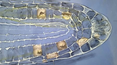 The root of the matter, Jennie Pedley Edible East 2025