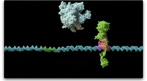 A visual depiction of the KorB-KorA mechanism, adapted from an animation by Matthew Clark.