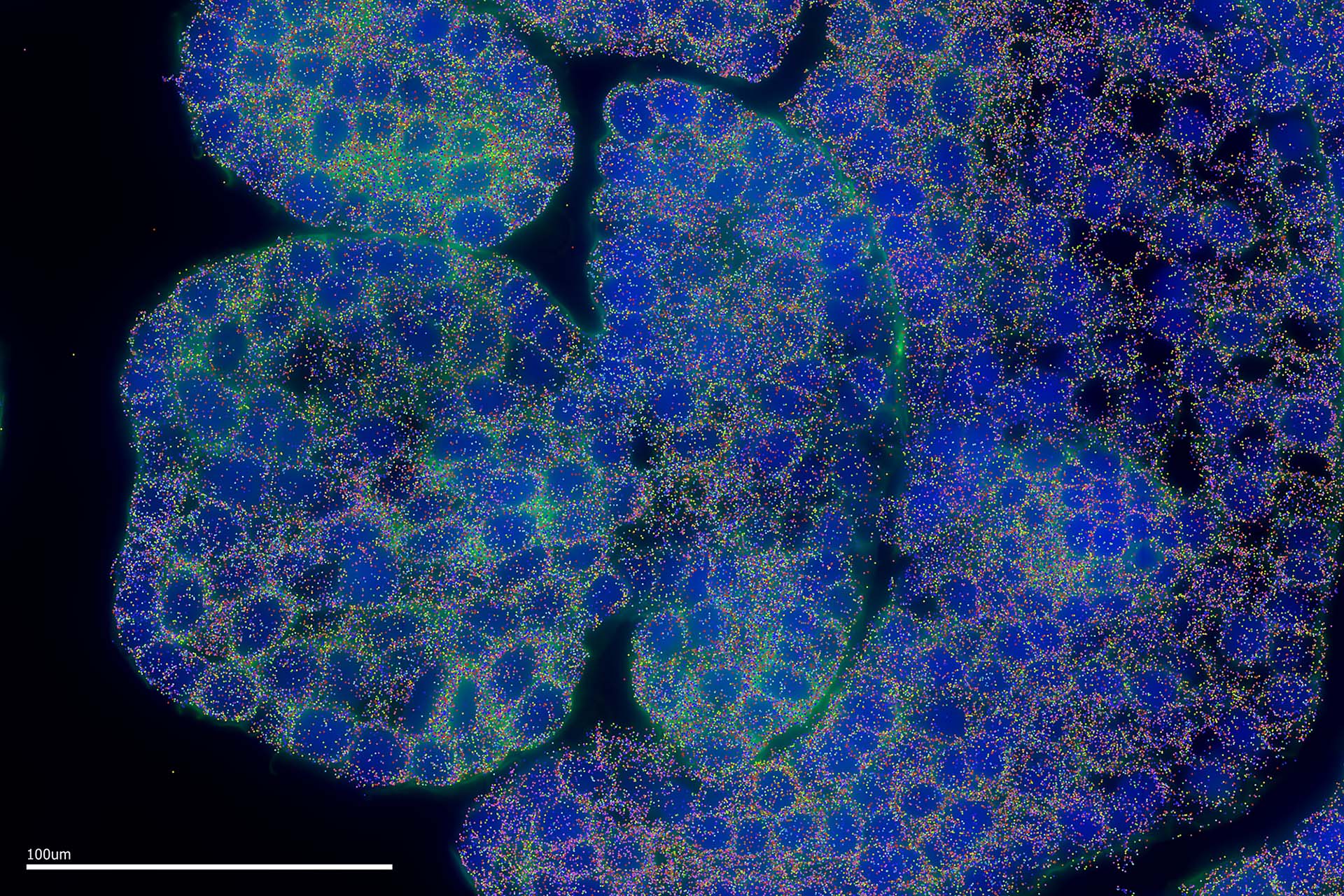 Tissue of an individual wheat floret, 100um scale. The blue represents fluorescent staining for DNA withing the nuclei. The different coloured spots represent different genes from the 200 gene probe panel, being expressed in their subcellular locations in a method called MERFISH on Earlham Institute's Vizgen MERSCOPETM platform.