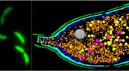 Caulobacter crescentus bacterial host cells producing GTA particles.